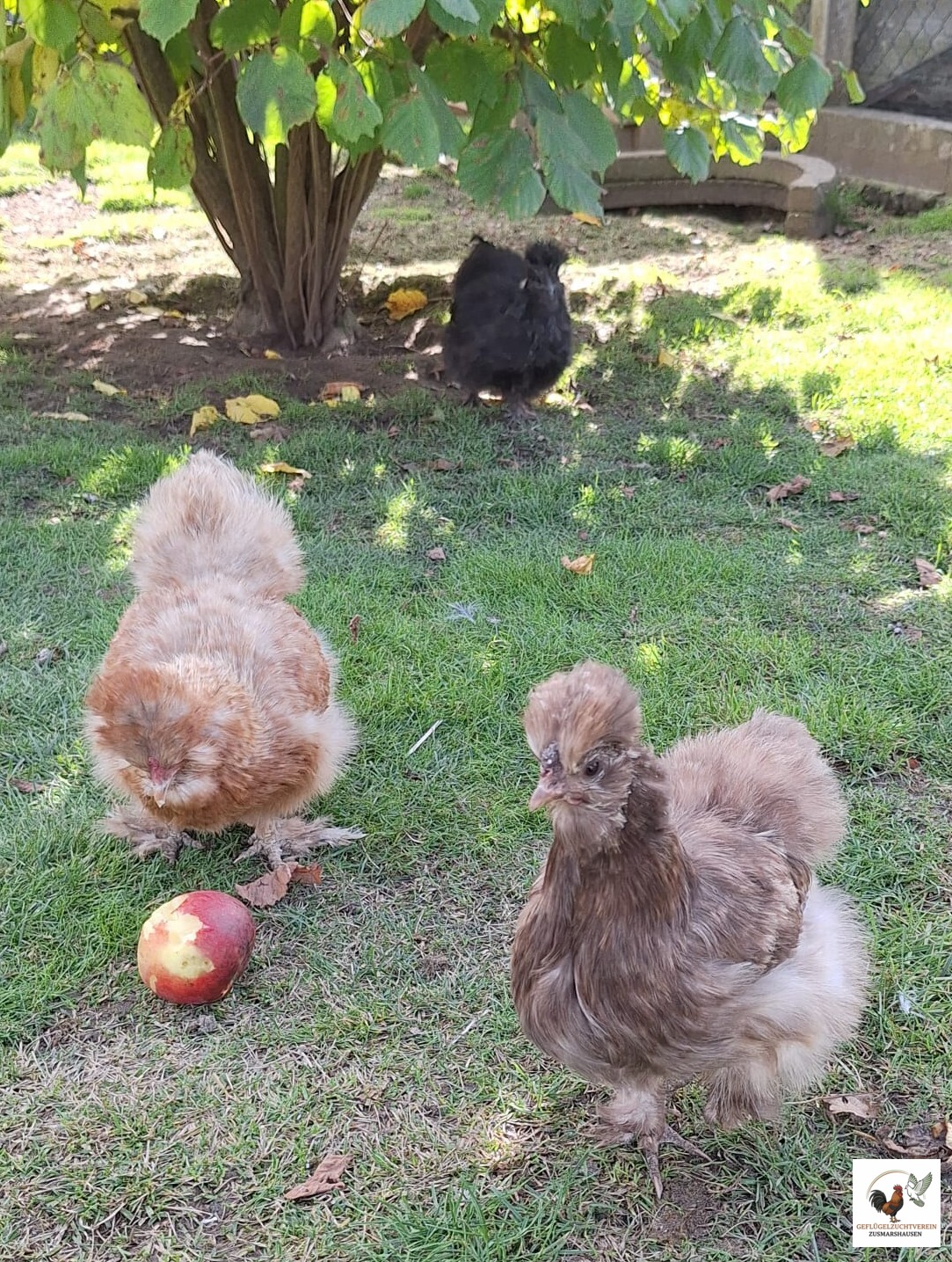 Us Silkie Seidenhuhn.jpg